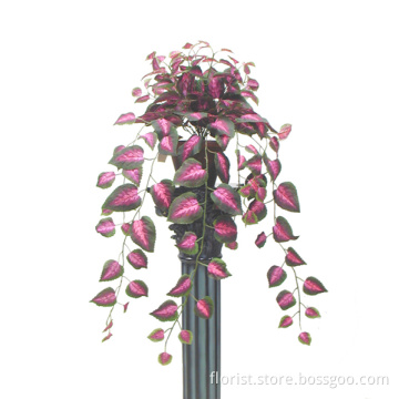 Coleus Bush